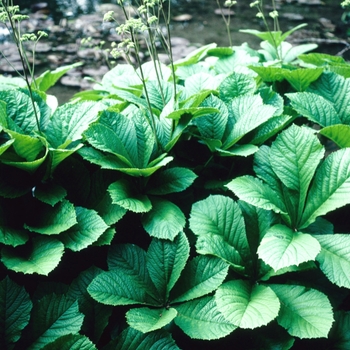 Rodgersia aesculifolia - Rodger's Flower