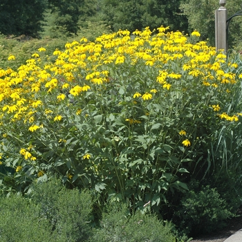 Rudbeckia lacinata 'Herbtsonne' - Rudbeckia