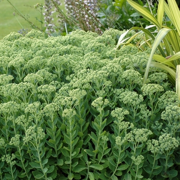 Sedum hybrid - 'Autumn Joy'