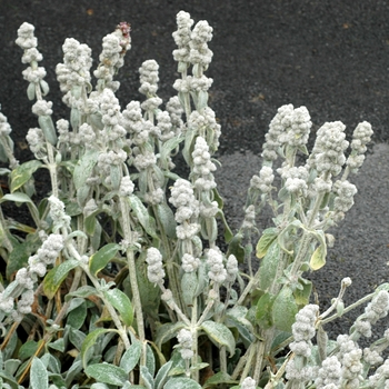 Stachys byzantina 'Cotton Ball' - Lambs Ear