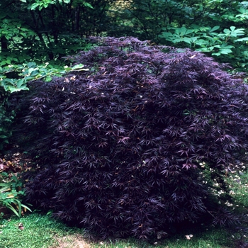 Acer palmatum var. dissectum 'Crimson Queen' (Japanese Maple) - Crimson Queen Japanese Maple