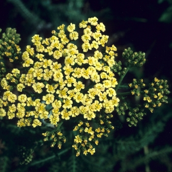 Achillea hybrid 'Hoffnung' - Yarrow