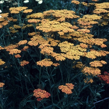 Achillea millefolium 'Fireland' - Yarrow