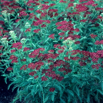 Achillea hybrid 'Summer Wine' - Yarrow