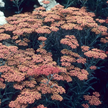 Achillea hybrid 'Walter Funcke' - Yarrow