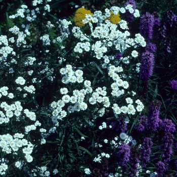 Achillea ptarmica 'Ballerina' - Sneezewort