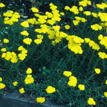 Achillea tomentosa - Wooly Yarrow