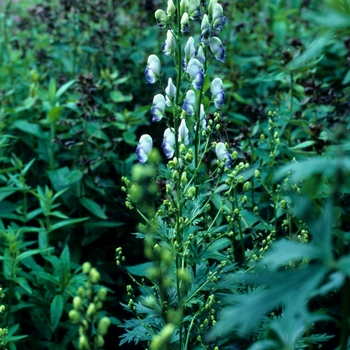 Aconitum x cammarum 'Bicolor' - Monkshood