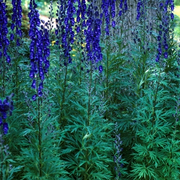 Aconitum napellus 'Sparks' - Common Monk's Hood