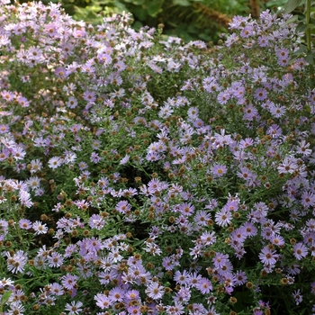 Aster novi-belgii 'Wood's Blue' - New York Aster