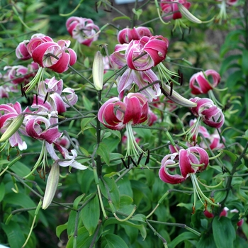 Lilium - 'Black Beauty' OT Lily