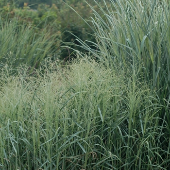 Panicum virgatum 'Prairie Sky' - Switch Grass