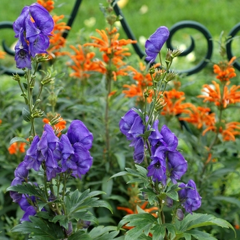 Aconitum carmichaelii 'Arendsii' - Arends Monkshood