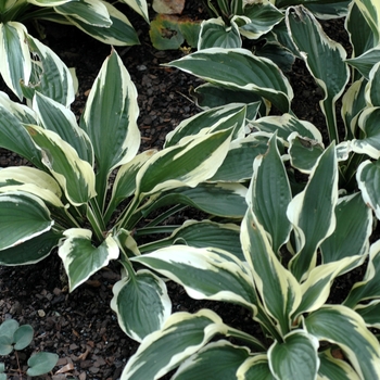 Hosta - 'Patriot' Plantain Lily