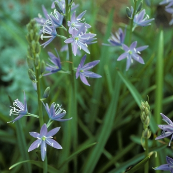 Camassia cusickii - Cusick's Camas