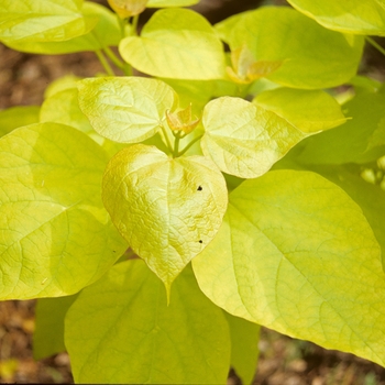 Catalpa speciosa ''Aurea'' (Golden Catalpa) - Aurea Golden Catalpa