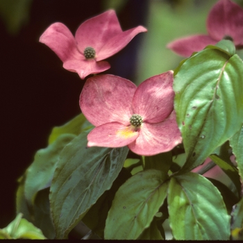 Cornus kousa - 'Satomi' Kousa Dogwood