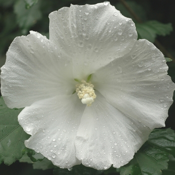 Hibiscus syriacus 'Diana' (Diana Rose of Sharon) - Diana Diana Rose of Sharon