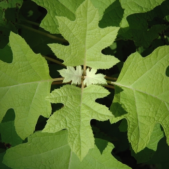 Hydrangea quercifolia 'Little Honey' - Little Honey Oakleaf Hydrangea