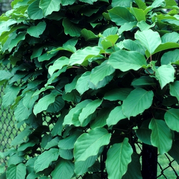 Actinidia arguta - Hardy Kiwifruit