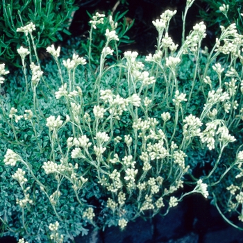 Antennaria dioica - Pussy Toes