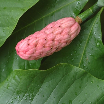 Magnolia tripetala - Umbrella Magnolia