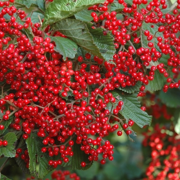 Viburnum dilataum 'Red Balloon' - Linden Viburnum
