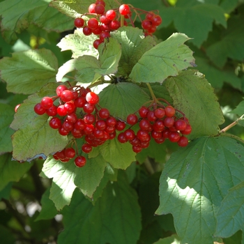 Viburnum trilobum - American Cranberry Viburnum