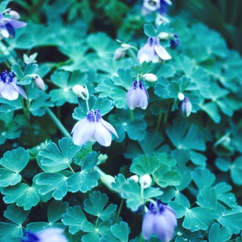 Aquilegia flabellata - Fan Columbine