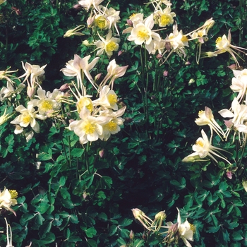 Aquilegia 'Goldfinch' - Columbine