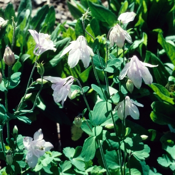 Aquilegia vulgaris - Granny's Bonnet