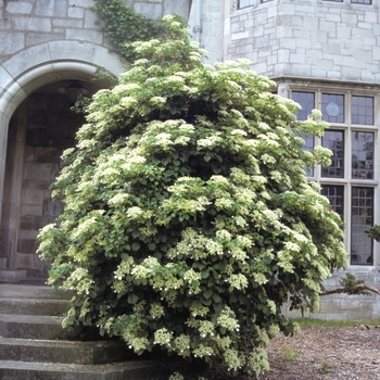 Hydrangea anomala subsp. petiolaris - Climbing Hydrangea