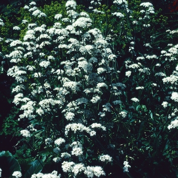 Valeriana officinalis - Common Valerian