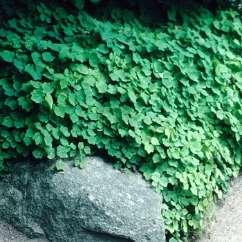 Vancouveria hexandra - American Barrenwort