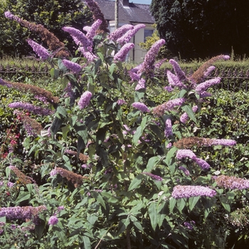 Buddleia davidii - Common Butterfly Bush