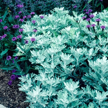 Artemesia schmidtiana 'Nana' - Silver Mound