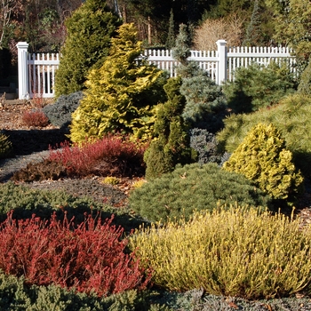 Chamaecyparis obtusa 'Aurea' (Hinoki Falsecypress) - Aurea Hinoki Falsecypress