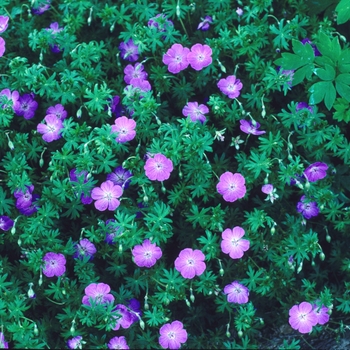 Geranium sanguineum - Bloody Cranesbill