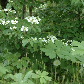 Viburnum plicatum - Doublefile Viburnum