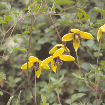 Clematis tangutica - Lemon Peel Clematis