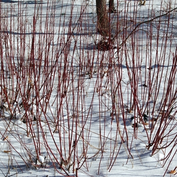 Cornus sericea - Red Osier Dogwood