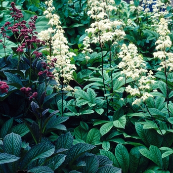 Rodgersia pinnata 'Superba' (Rodgersia) - Superba Rodgersia