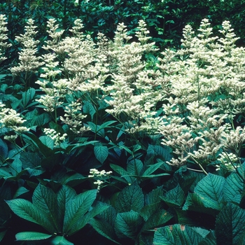 Rodgersia podophylla - Rodgersia