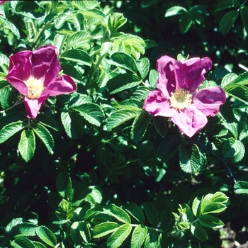 Rosa rugosa - Shrub Rose