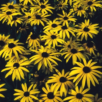 Rudbeckia fulgida var. deamii - Black-eyed Susan