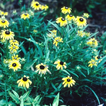 Rudbeckia fulgida 'Viette's Dwarf' - Black-eyed Susan