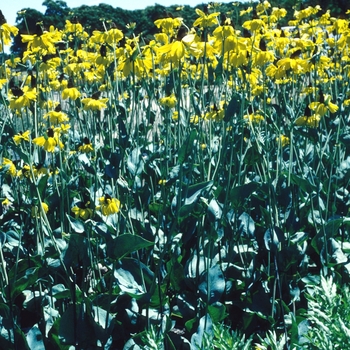 Rudbeckia maxima - Black-eyed Susan