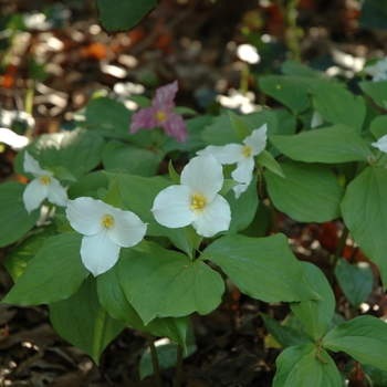 Trillium grandiflorum (George Young) - Great White Trillium