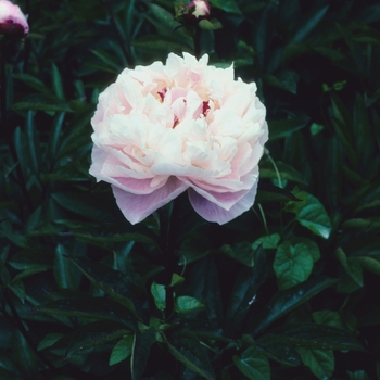 Paeonia lactiflora - 'Bunker Hill'