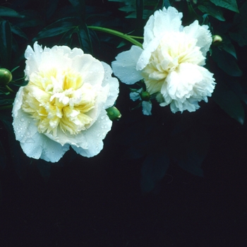 Paeonia lactiflora 'Honey Gold' (Peony) - Honey Gold Peony